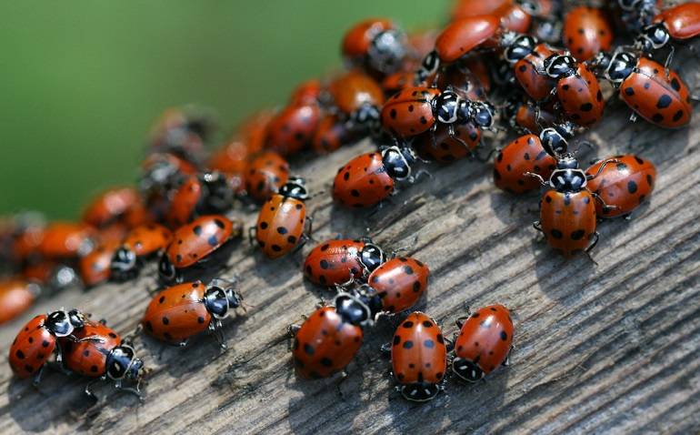 Why Are There So Many Ladybugs In October