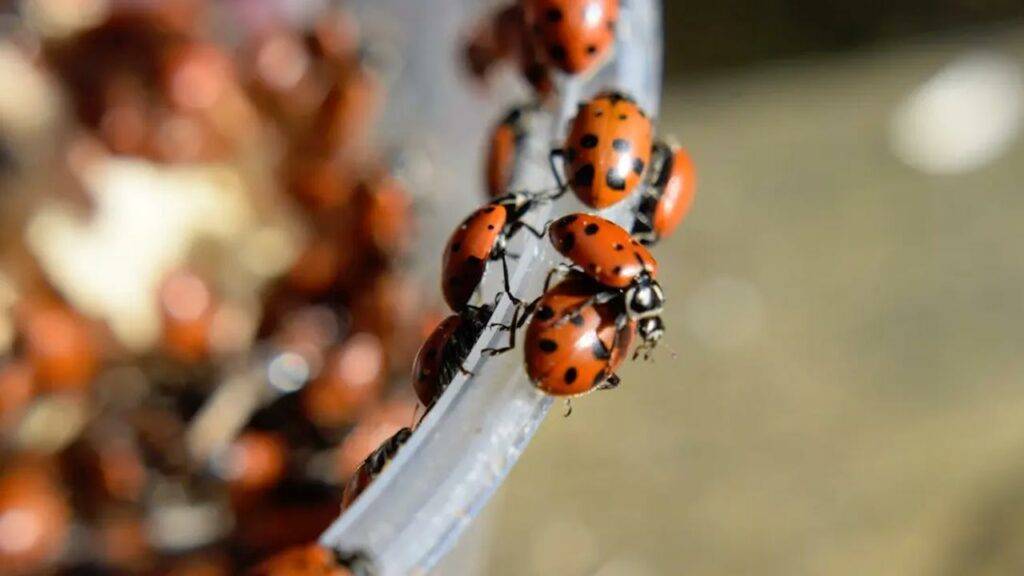 Why Are There So Many Ladybugs In Or Outside My House