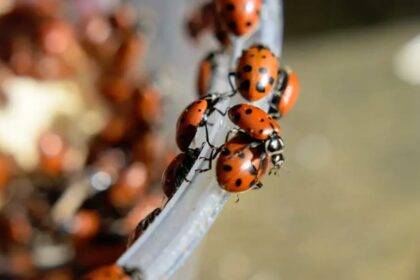 Why Are There So Many Ladybugs In Or Outside My House