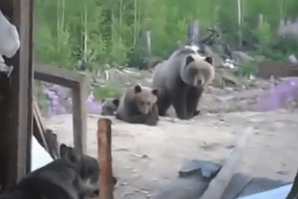 Sakhalin Island Bear Attack