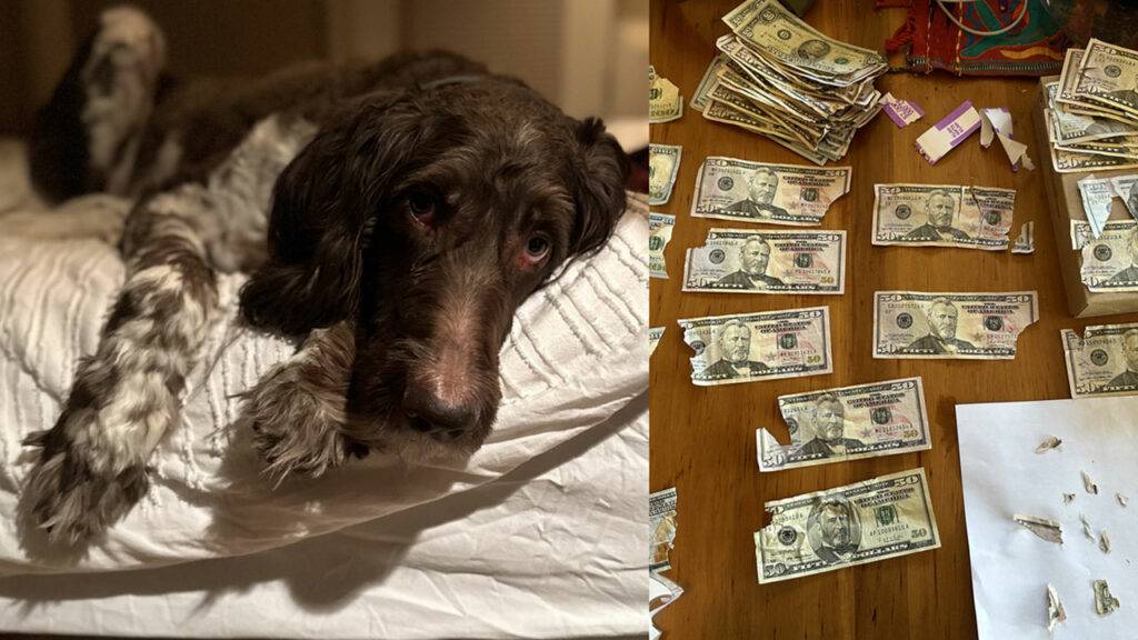 Cecil Dog Ate Cash