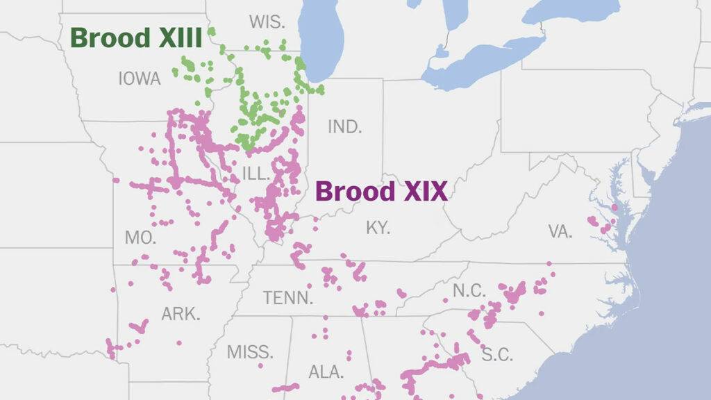 Cicada Brood Map 2024 Will North Carolina see Brood XIX and Brood XIII