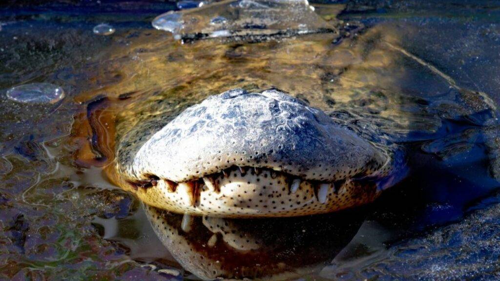 Frozen Alligators North Carolina