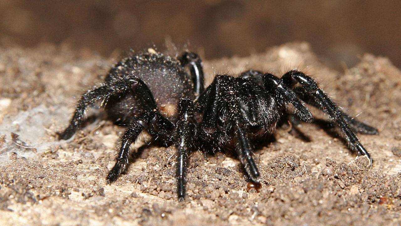 Funnel Web Spiders Found