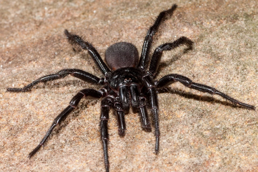 Funnel Web Spiders Found