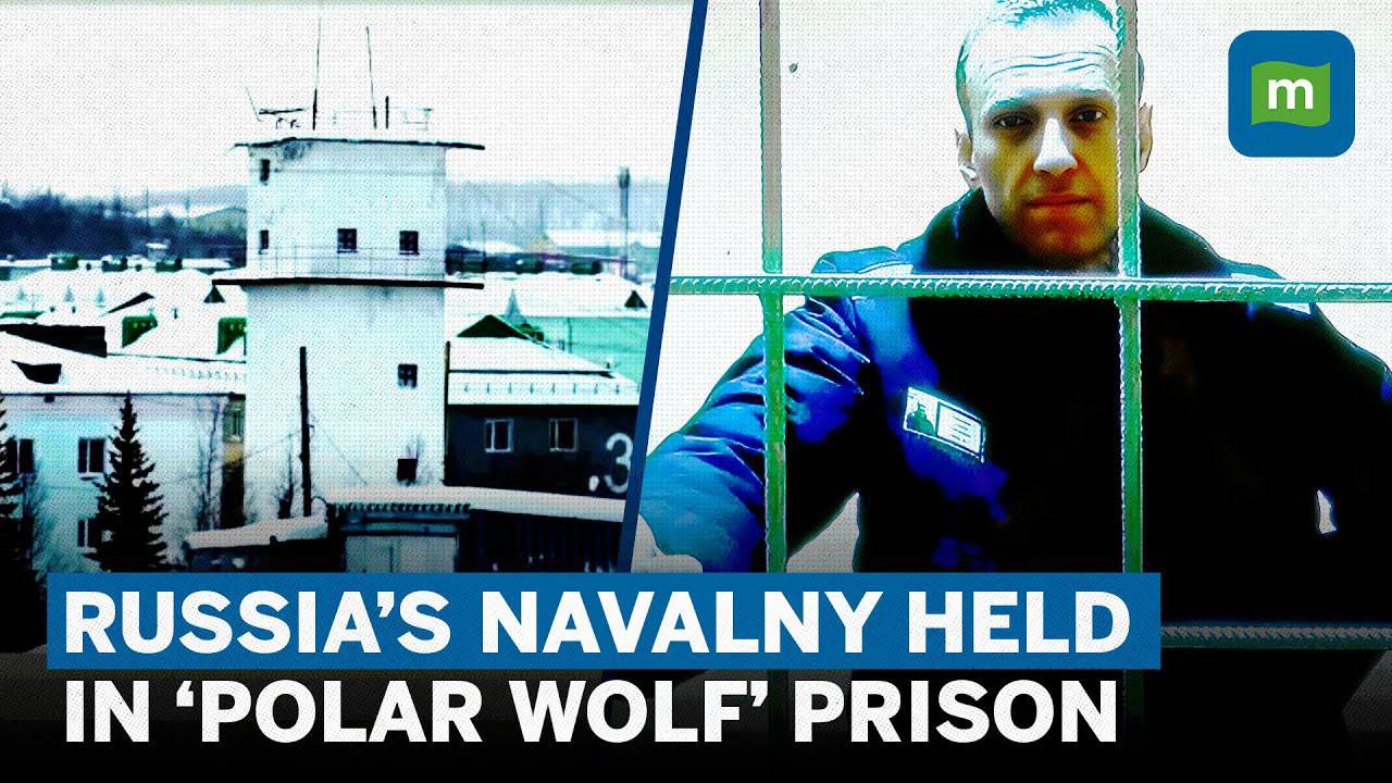 Arctic Circle Polar Wolf Prison