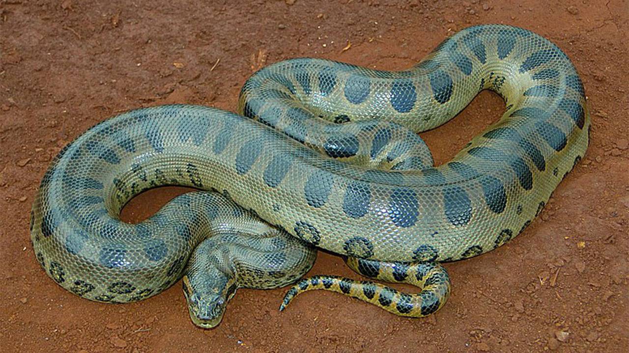 Green Anaconda