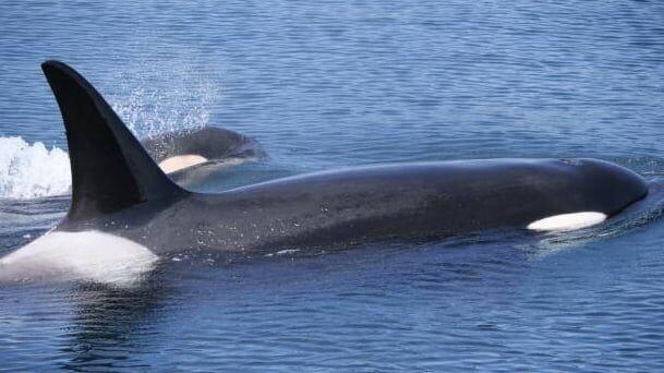 Killer Whales Escape Drift Ice Trap Off Japans Northern Island