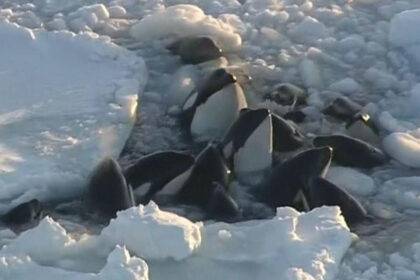 Killer Whales Trapped In Ice