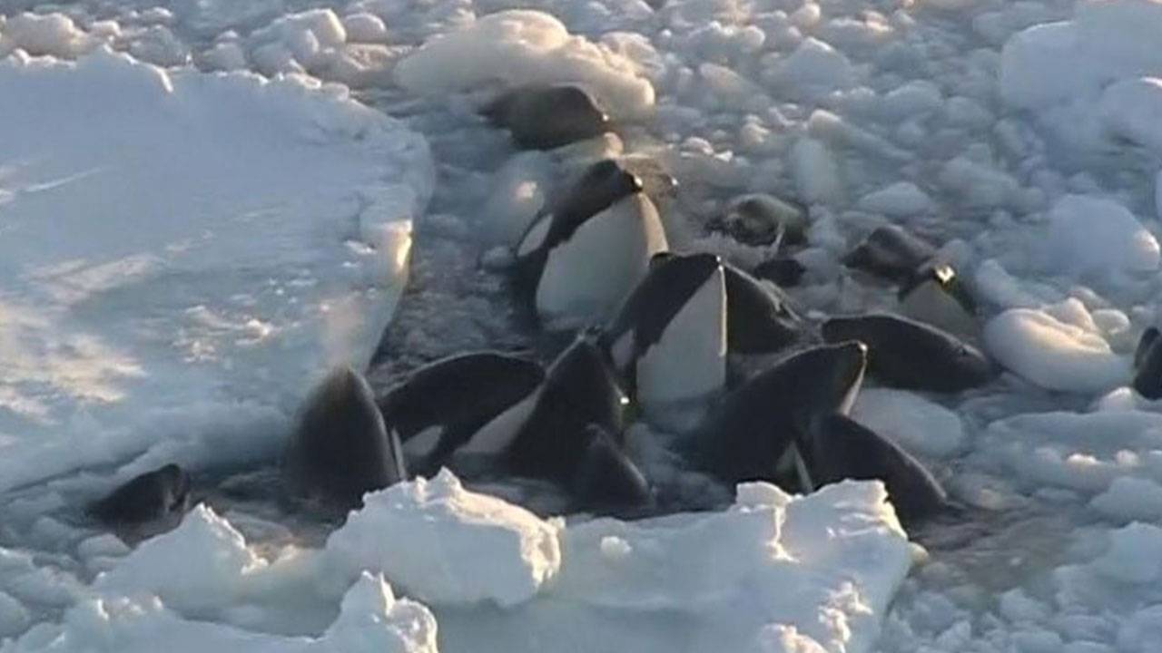 Killer Whales Trapped In Ice