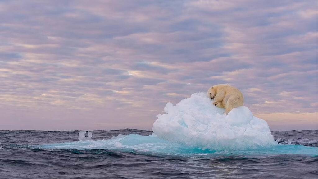 Polar Bear Sleeping On Iceberg