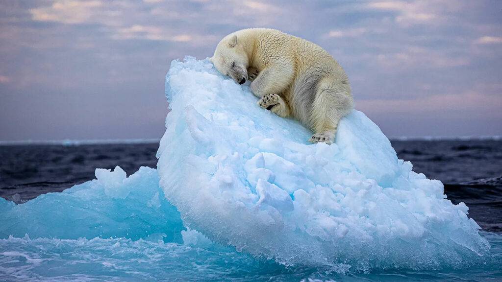 Sleeping Polar Bear Photo