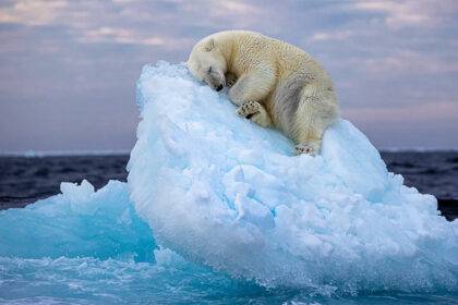 Sleeping Polar Bear Photo